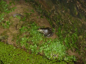 Frog at Cave Hollow