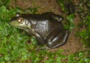 closeupfrog